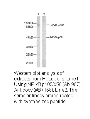NF-κB p105/p50 (Ab-907) Antibody - image 2