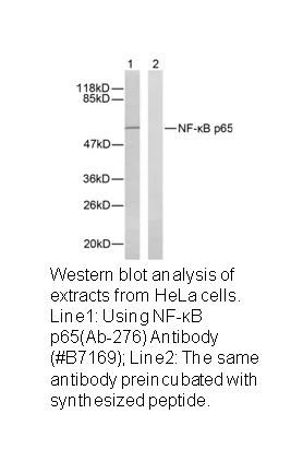 NF-κB p65 (Ab-276) Antibody - image 2