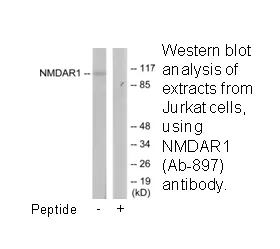 NMDAR1 (Ab-897) Antibody - image 1