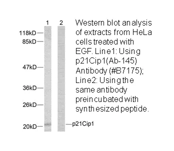 p21 Cip1 (Ab-145) Antibody - image 1