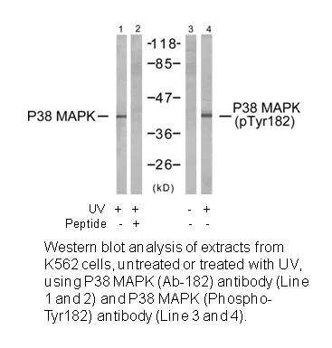 P38 MAPK (Ab-182) Antibody - image 1