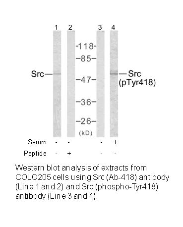 Src (Ab-418) Antibody - image 1