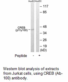 CREB (Ab-100) Antibody - image 1