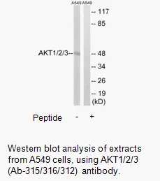 AKT1/2/3 (Ab-315/316/312) Antibody - image 2