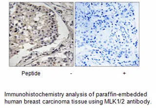 MLK1/2 (Ab-312/266) Antibody - image 1
