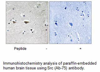 Src (Ab-75) Antibody - image 1