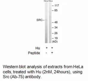 Src (Ab-75) Antibody - image 2