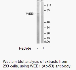 WEE1 (Ab-53) Antibody - image 1