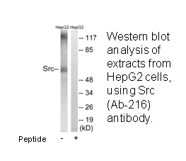 Src (Ab-216) Antibody - image 1