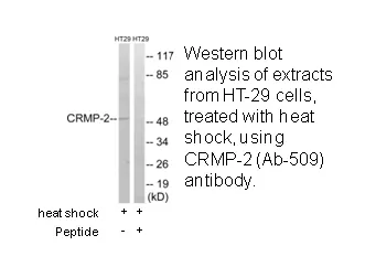 CRMP-2 (Ab-509) Antibody - image 1