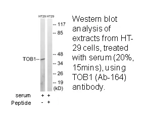 TOB1 (Ab-164) Antibody - image 1