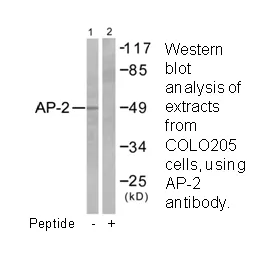 AP-2 Antibody - image 2