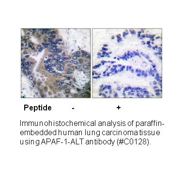 APAF-1-ALT Antibody - image 1