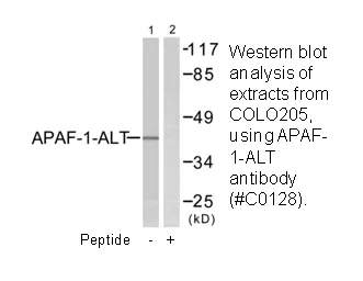APAF-1-ALT Antibody - image 2
