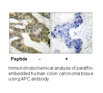 APC Antibody - image 1