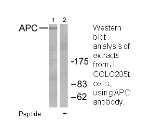 APC Antibody - image 2
