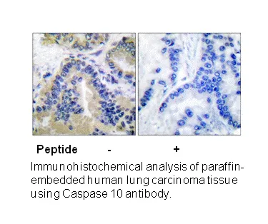 Caspase 10 Antibody - image 2