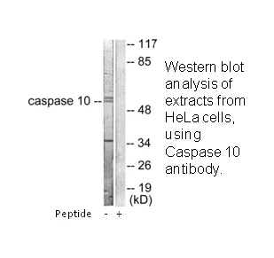 Caspase 10 Antibody - image 3