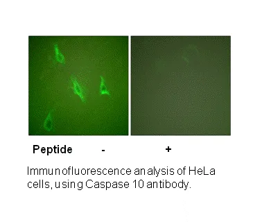Caspase 10 Antibody - image 1