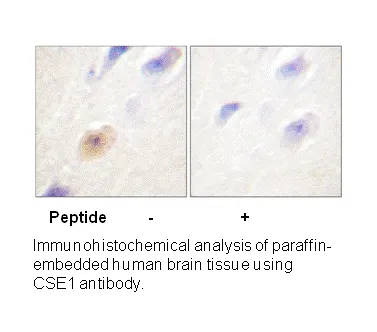 CSE1L Antibody - image 2