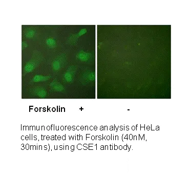 CSE1L Antibody - image 3