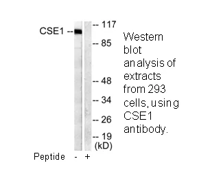 CSE1L Antibody - image 1