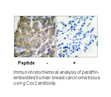 Cox2 Antibody - image 2