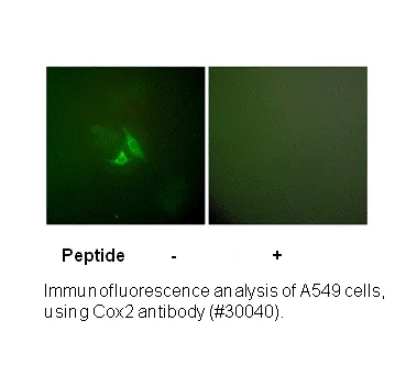Cox2 Antibody - image 3