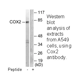 Cox2 Antibody - image 1