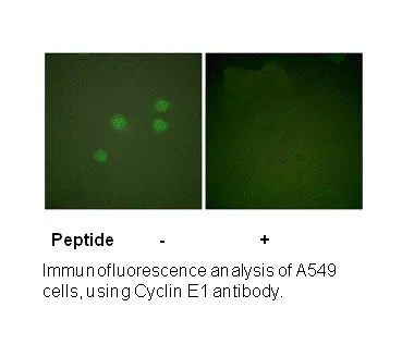 Cyclin E1 Antibody - image 3