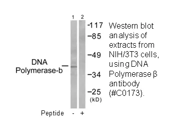 DNA Polymerase β Antibody - image 2