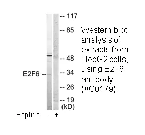 E2F6 Antibody - image 2