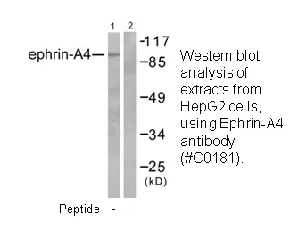 EFNA4 Antibody - image 1