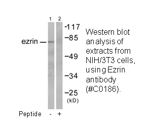 Ezrin Antibody - image 2