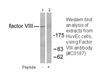 Factor VIII Antibody - image 1