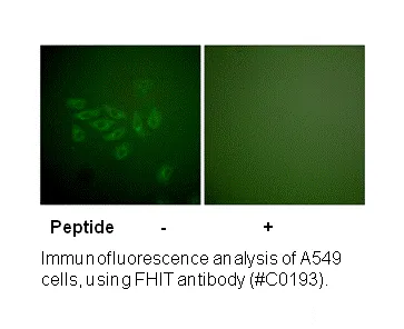 FHIT Antibody - image 3