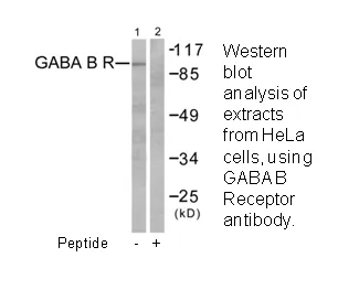 GABA-B Receptor Antibody - image 2