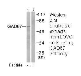 GAD1 Antibody - image 2