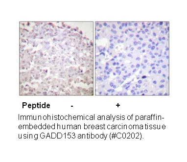 GADD153 Antibody - image 2