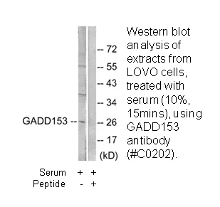 GADD153 Antibody - image 3