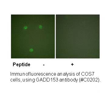 GADD153 Antibody - image 1