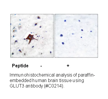 GLUT3 Antibody - image 1