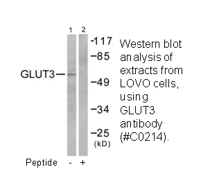 GLUT3 Antibody - image 2
