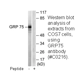 GRP75 Antibody - image 2