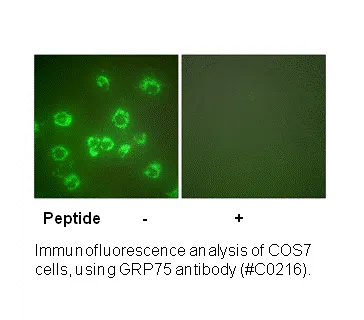 GRP75 Antibody - image 3