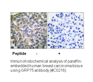GRP75 Antibody - image 1