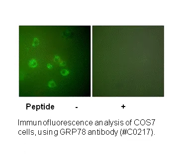 GRP78 Antibody - image 2