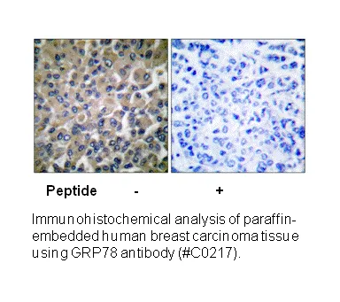 GRP78 Antibody - image 3