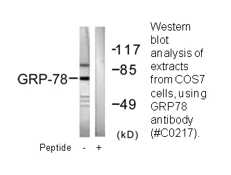 GRP78 Antibody - image 1