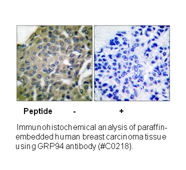 GRP94 Antibody - image 2